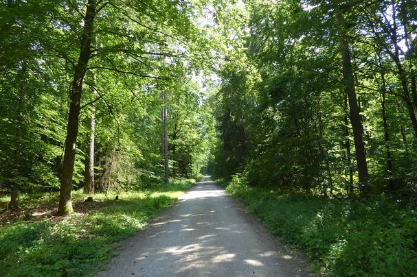 Wald Nähe Forchheim