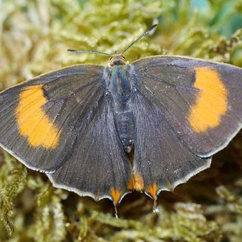 Nierenfleck-Zipfelfalter (Thecla betulae), Foto: Walter Hufnagel