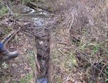 Dezember 2018 - Feuchtbiotop Langewiese bei Ebersbach kleine Wasserläufe tauchen auf und werden wieder verschlossen, Foto: Bernhard Birnfeld