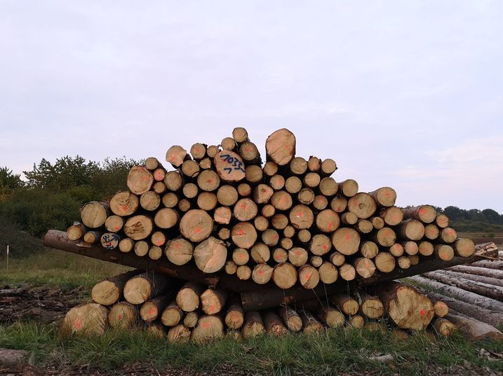 BN-Neunkirchen a.Br. u.U., August 2020, Holzwirt mit künstlerischer Ader. Fotograf: Günter Schulze Vowinkel-Schwedler