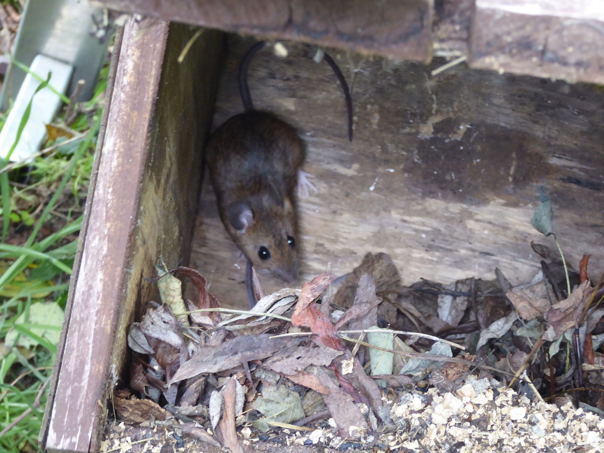 Foto M. Grimm Nistkasten mit Maus