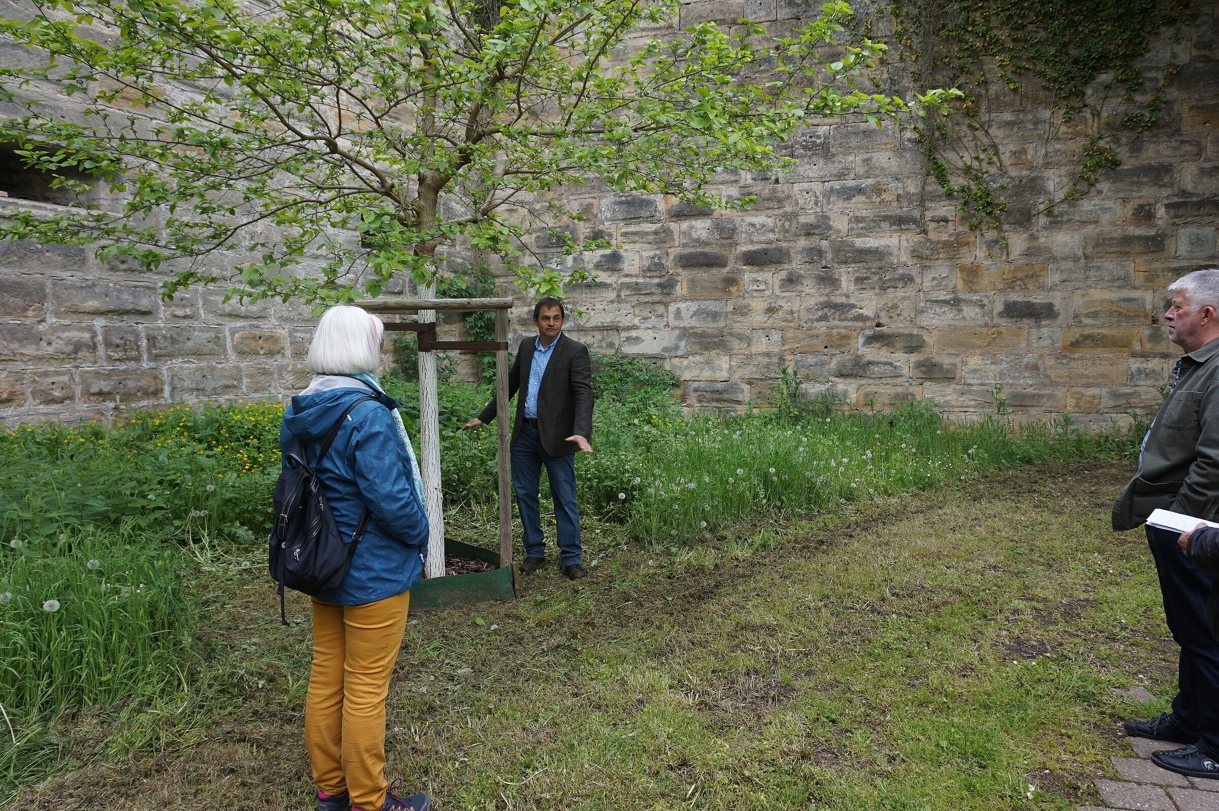 Maulbeerbaum, Stammschutzfarbe