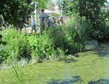 Doris Philippi erklärt das Leben im warmen Teich des Brandbachgartens (Leben in Bach und Tümpel 27.06.2019). Foto: Bernhard Birnfeld
