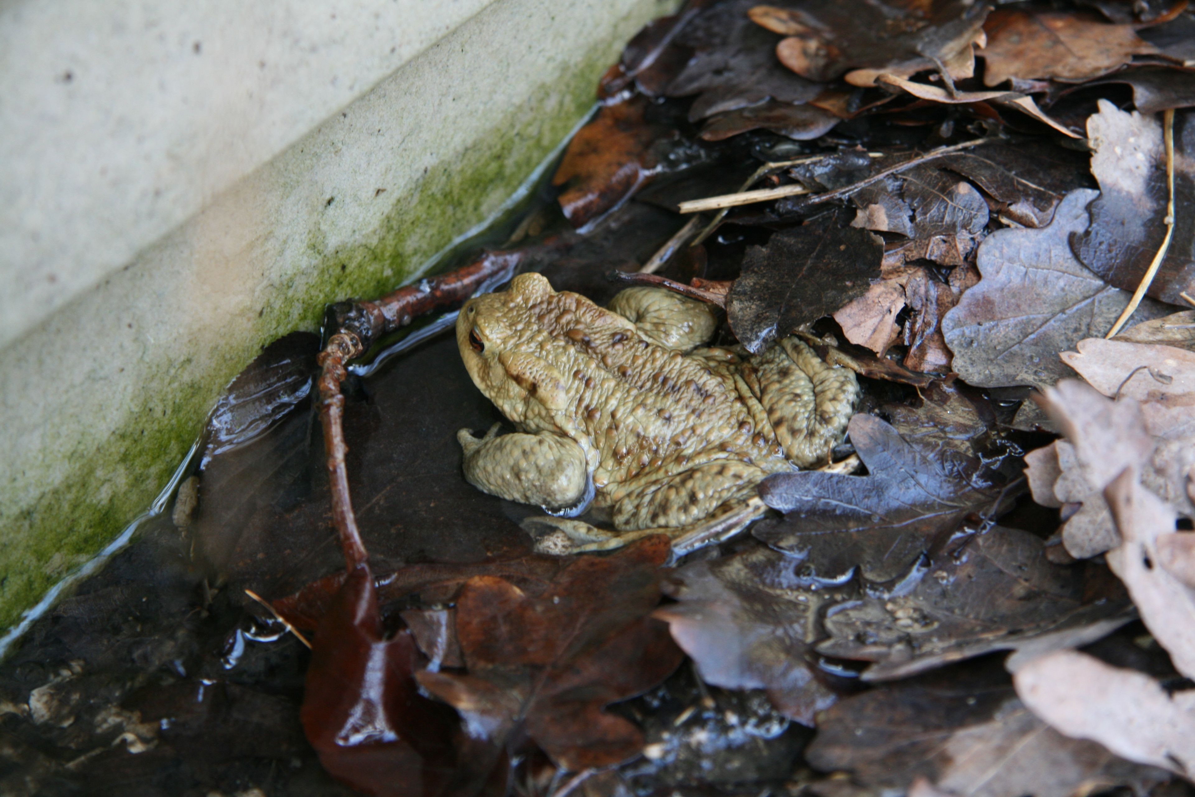 Erdkröte, Amphibienleitsystem am Örtelbergweihter