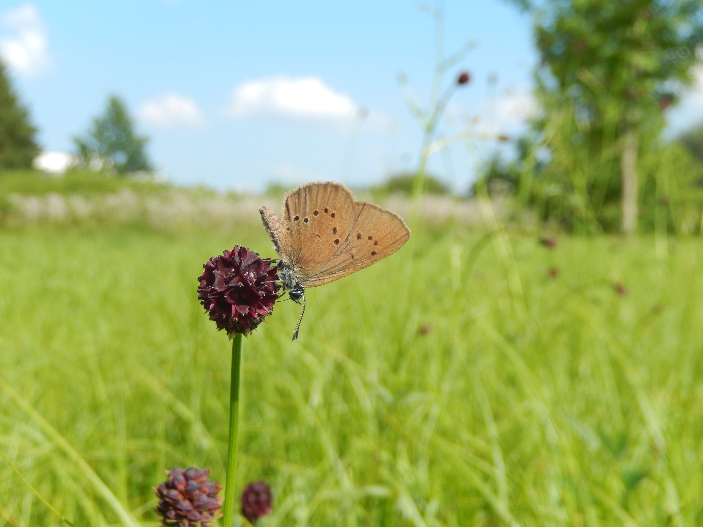 BN-Neunkirchen a. Br. u. U., Dezember 2025. Wiesenknopfameisenbläuling. Foto: Mirco Wölfling BN-Neunkirchen a. Br. u. U., Dezember 2025. Wiesenknopfameisenbläuling. Foto: Mirco Wölfling