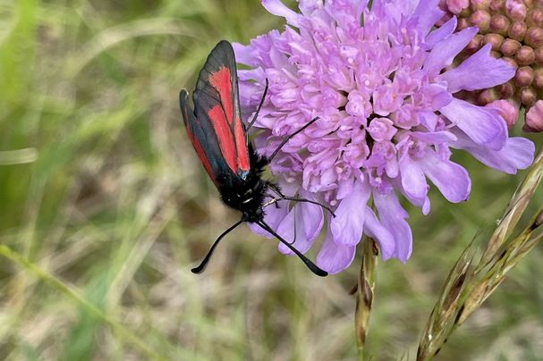 Widderchen auf Blüte, Foto U. Buchholz Tagfalter, Foto U. Buchholz