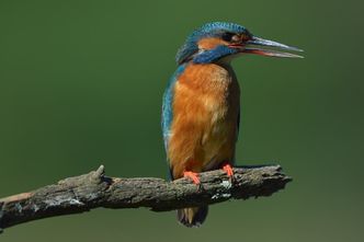 Der Eisvogel brütet an der Wiesent, Foto (C) Kotzanek