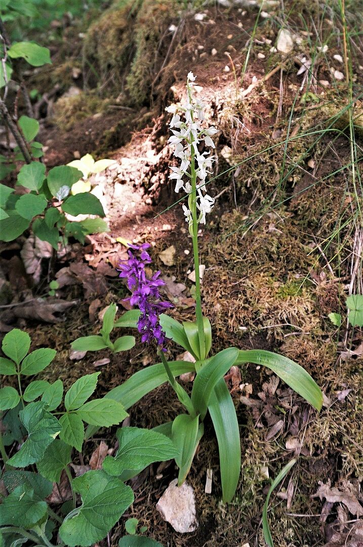 weiße Variante von Orchis mascula