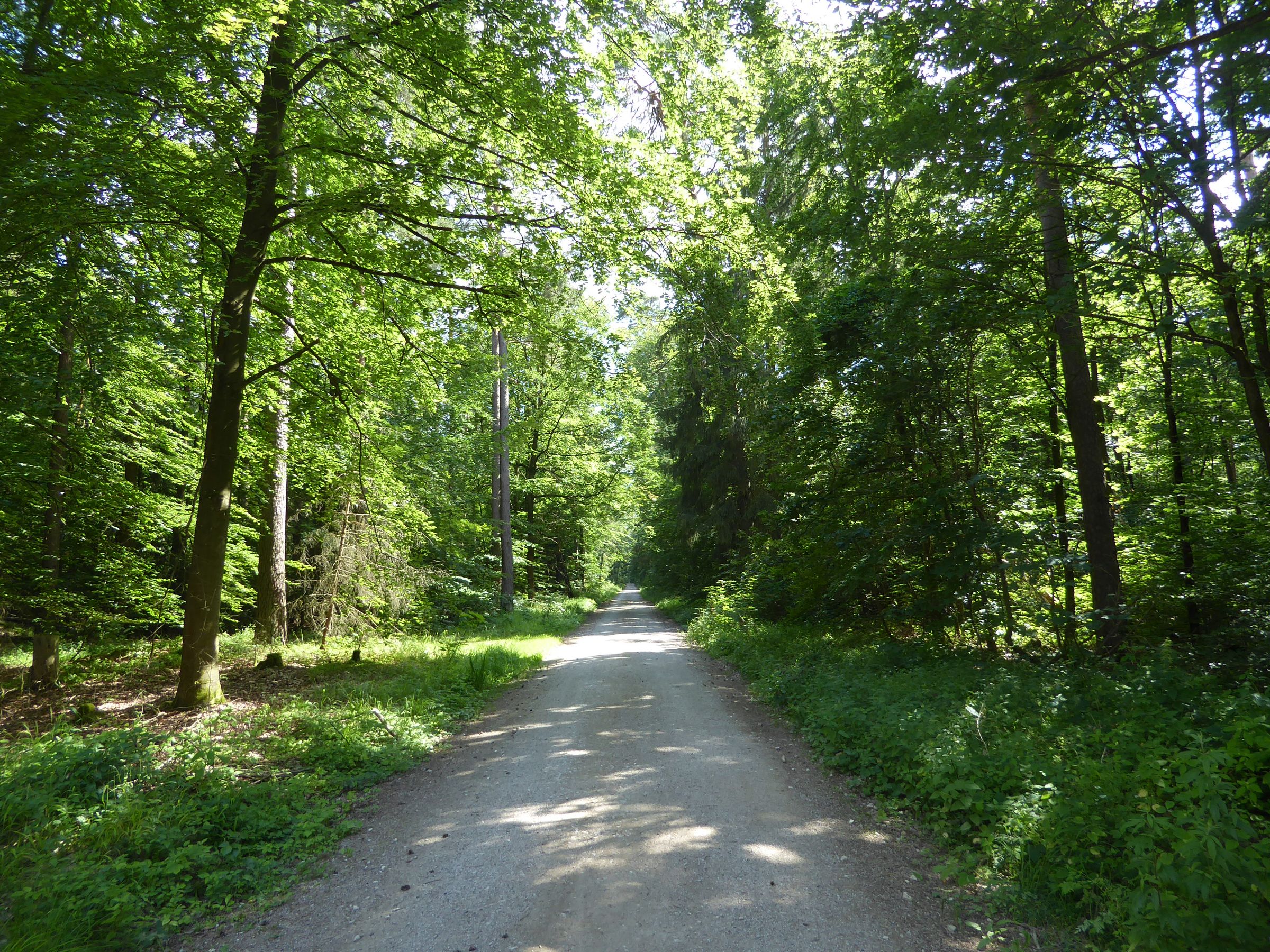 Wald Nähe Forchheim