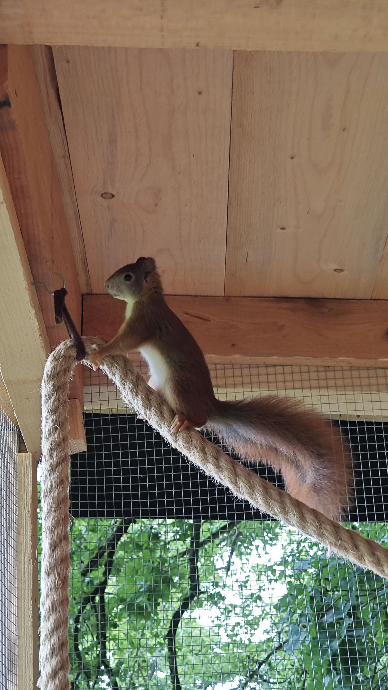 Eichhörnchen in Auffangstation