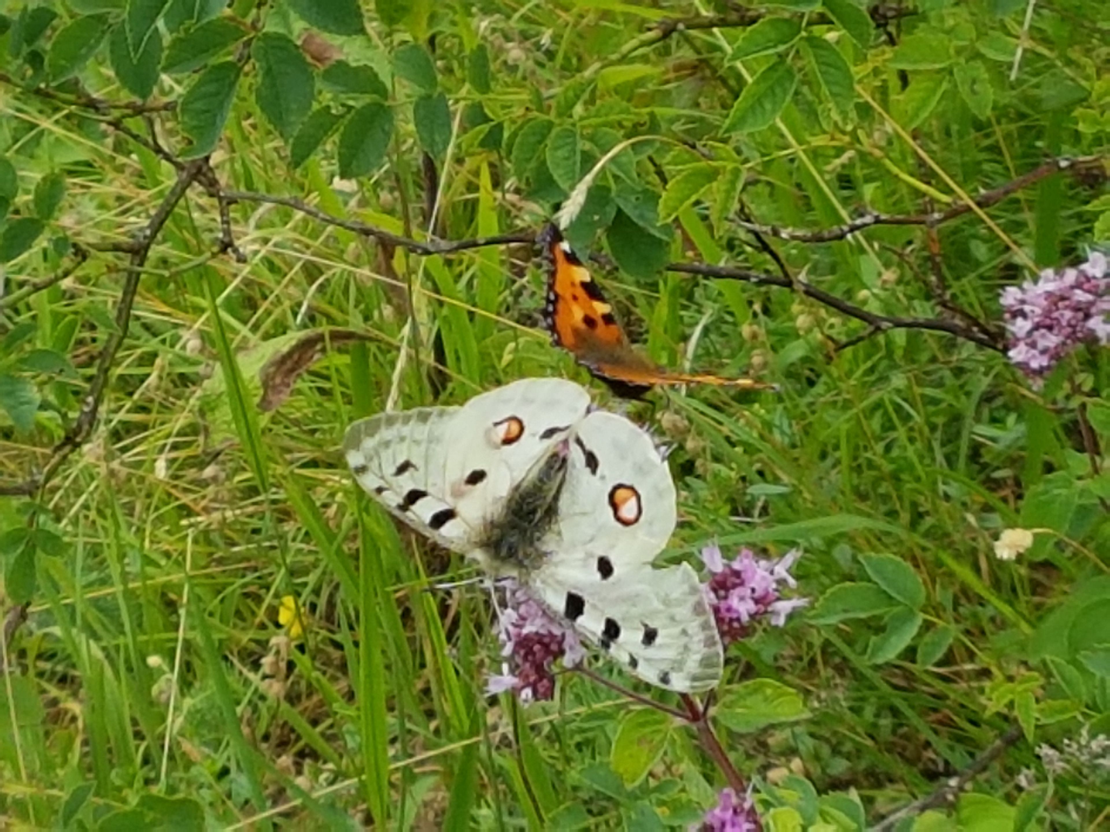 Schmetterlingswiese