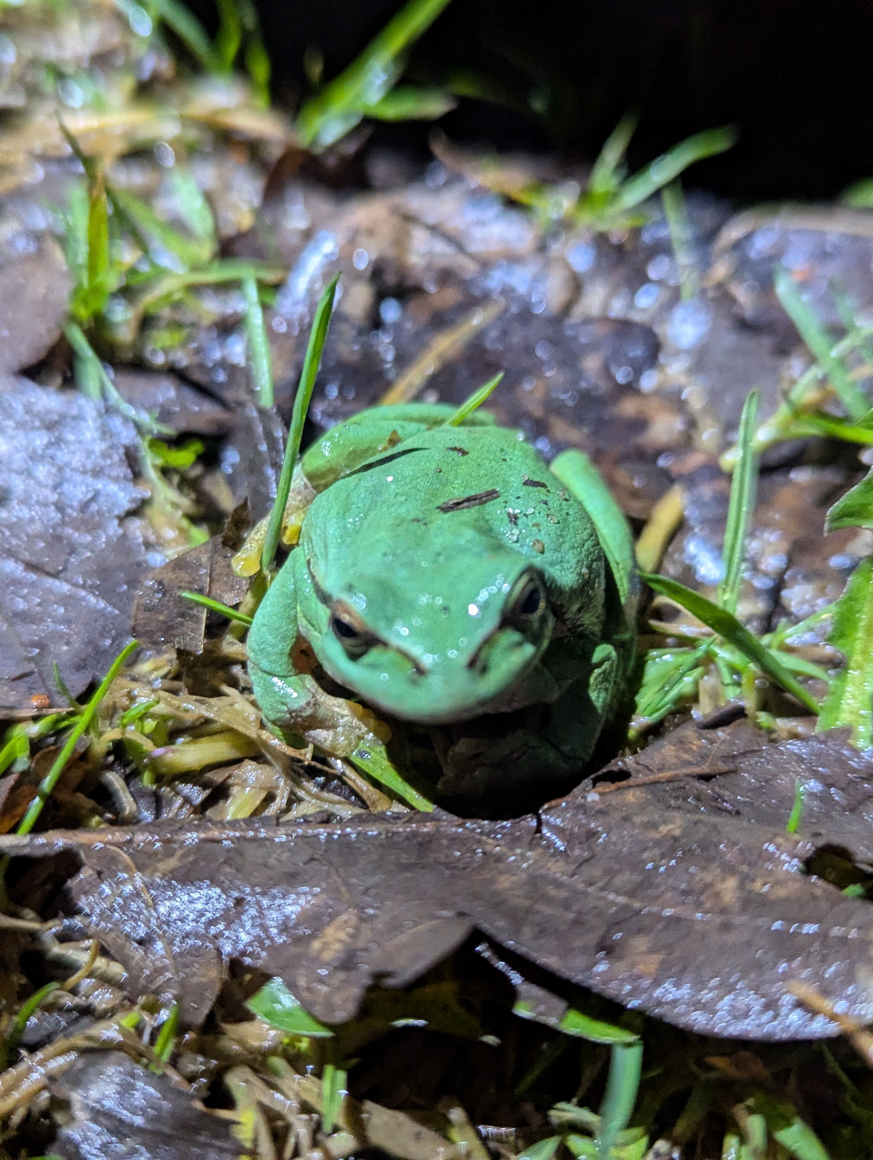 Laubfrosch, Foto Judith Klaus