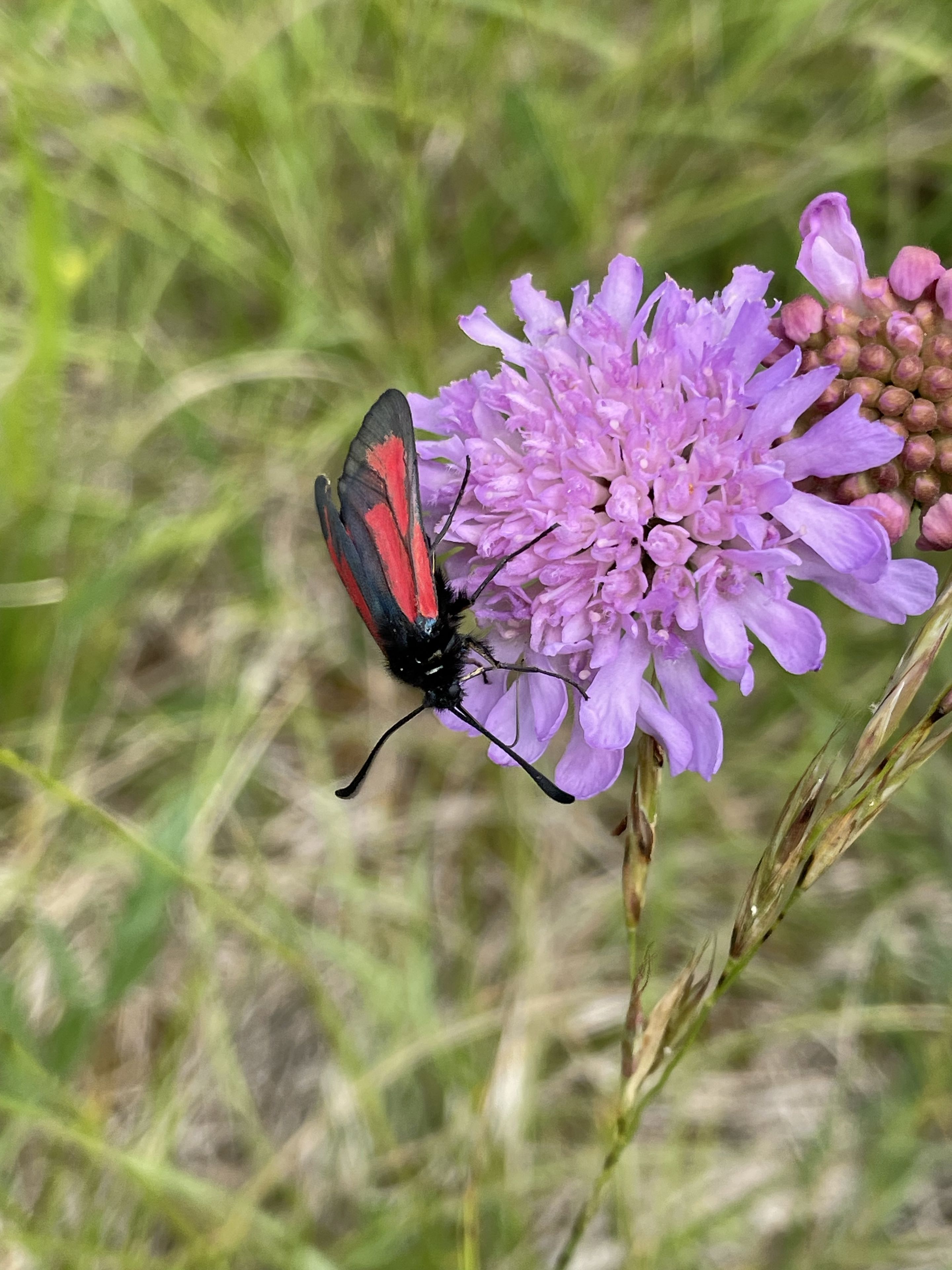 Tagfalter, Foto U. Buchholz