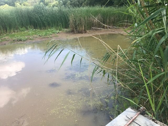 Morgenroth Weiher, Foto A. Schauder Wassermangel im Morgenroth-Weiher