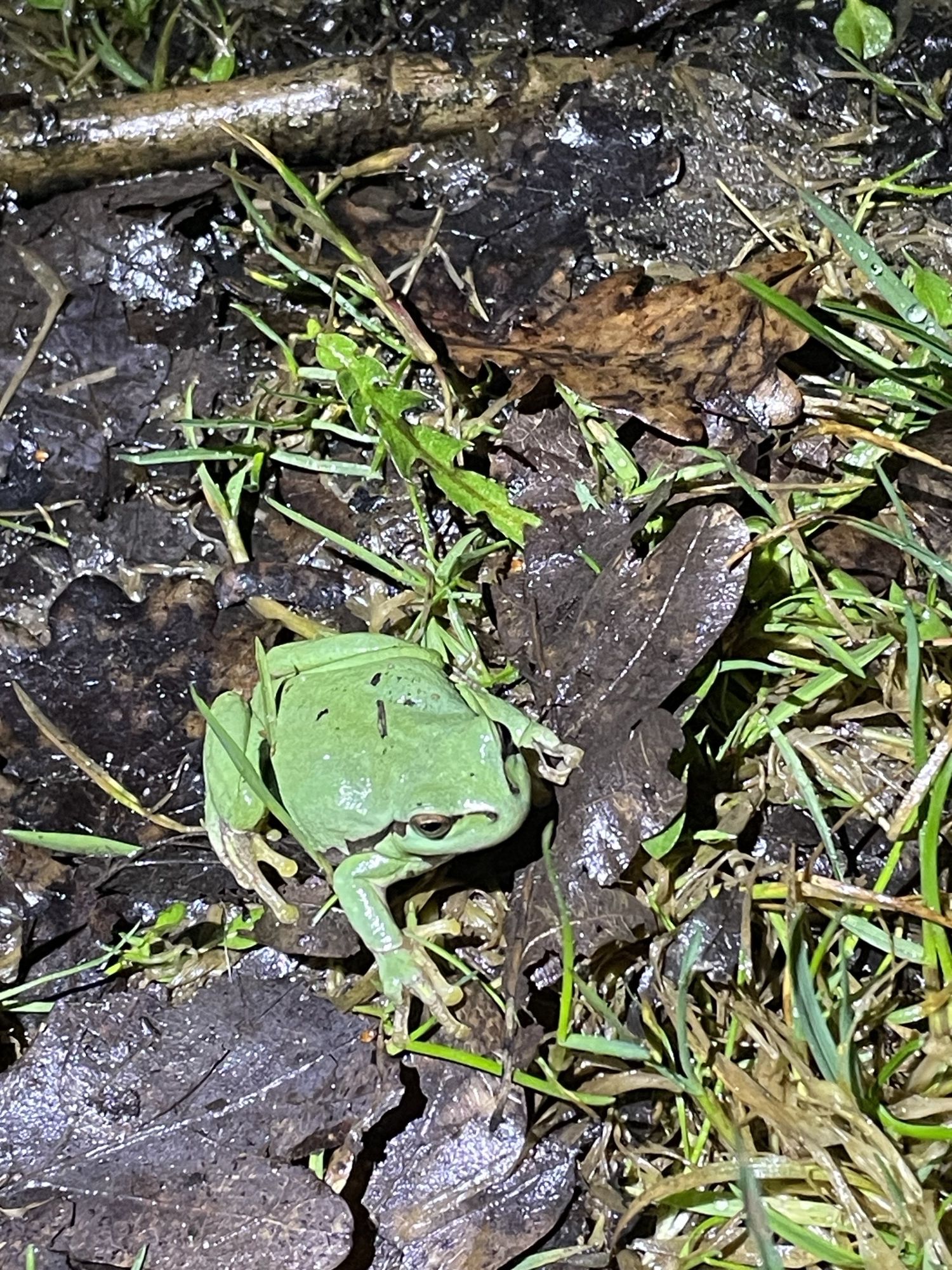 Laubfrosch, Foto U. Buchholz