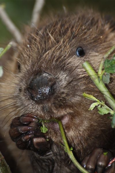 BN-Neunkirchen a. Br. u. U., Biber (castor fiber), Foto: Berit Arendt