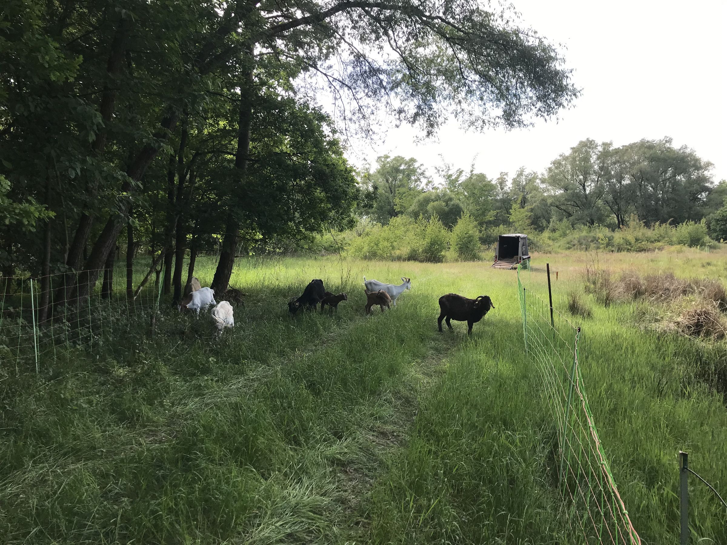 BN-Neunkirchen a. Br. u. U.. 24.10.2025. Ziegenbeweidung im Frühjahr und Sommer. Foto: Silke Fronemann