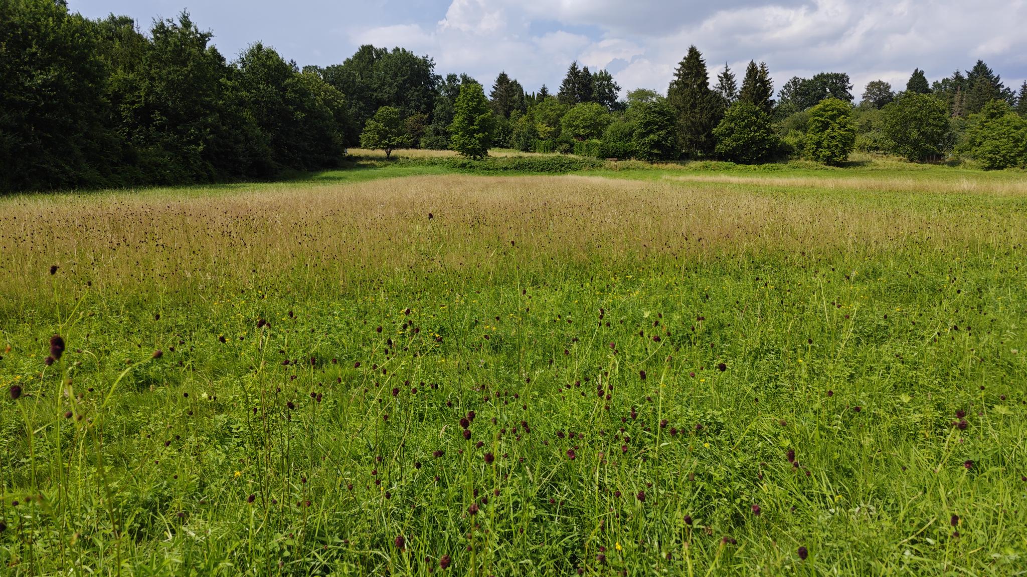 BN-Neunkirchen a. Br. u. U., Dezember 2025. WKAB - Wiese. Foto: Günter Schulze Vowinkel. BN-Neunkirchen a. Br. u. U., Dezember 2025. WKAB - Wiese. Foto: Günter Schulze Vowinkel.