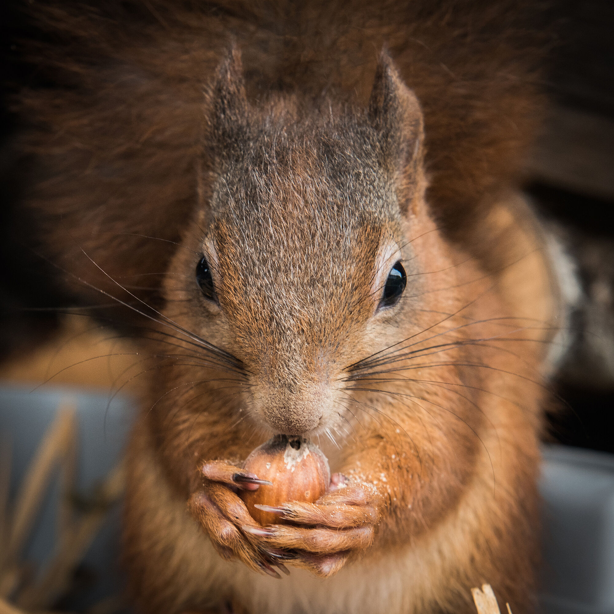 Foto: Eichhörnchen Kerstin Ellersdorfer