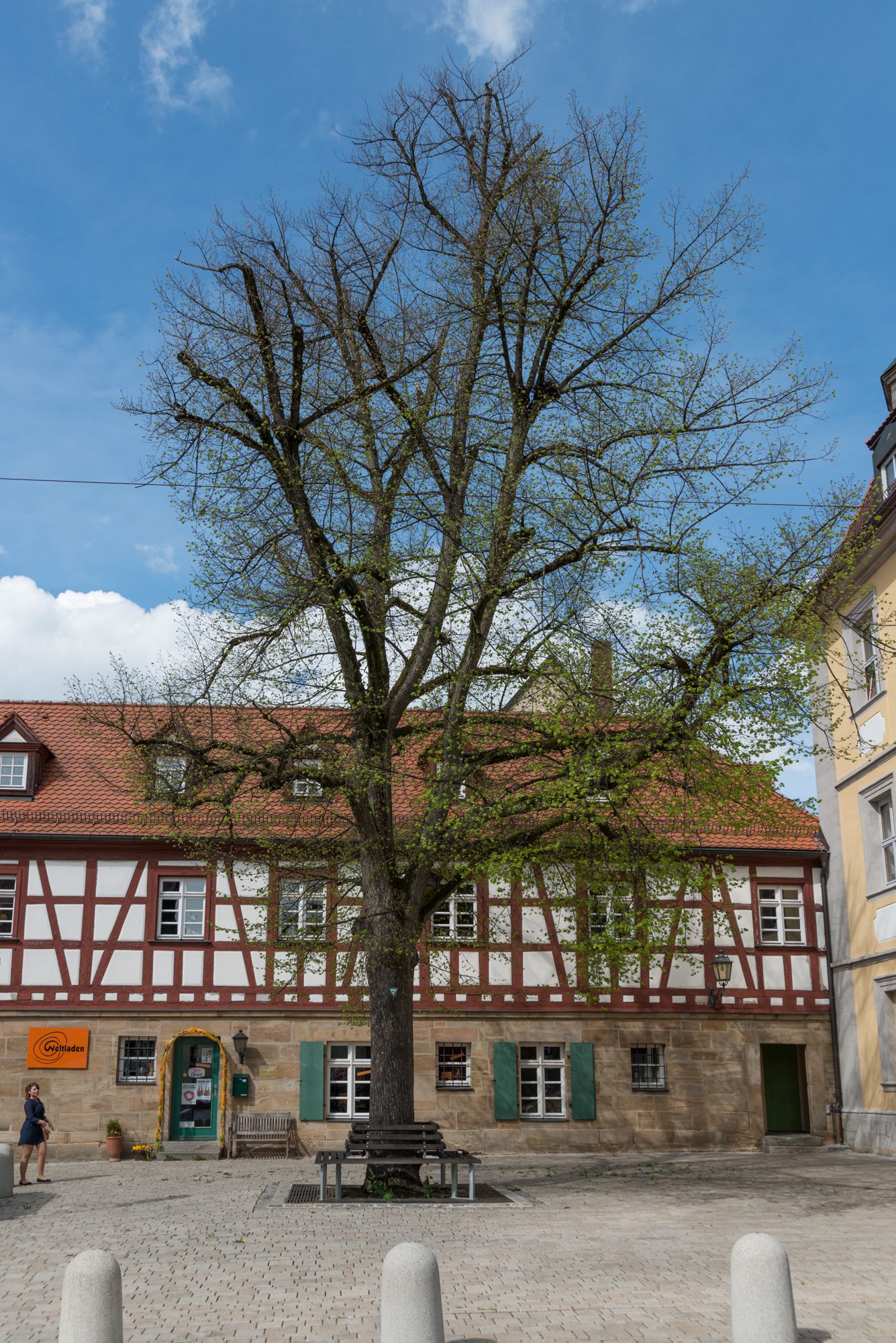 Naturdenkmale Bäume NK 154-03 - BUND Naturschutz in Bayern e.V.
