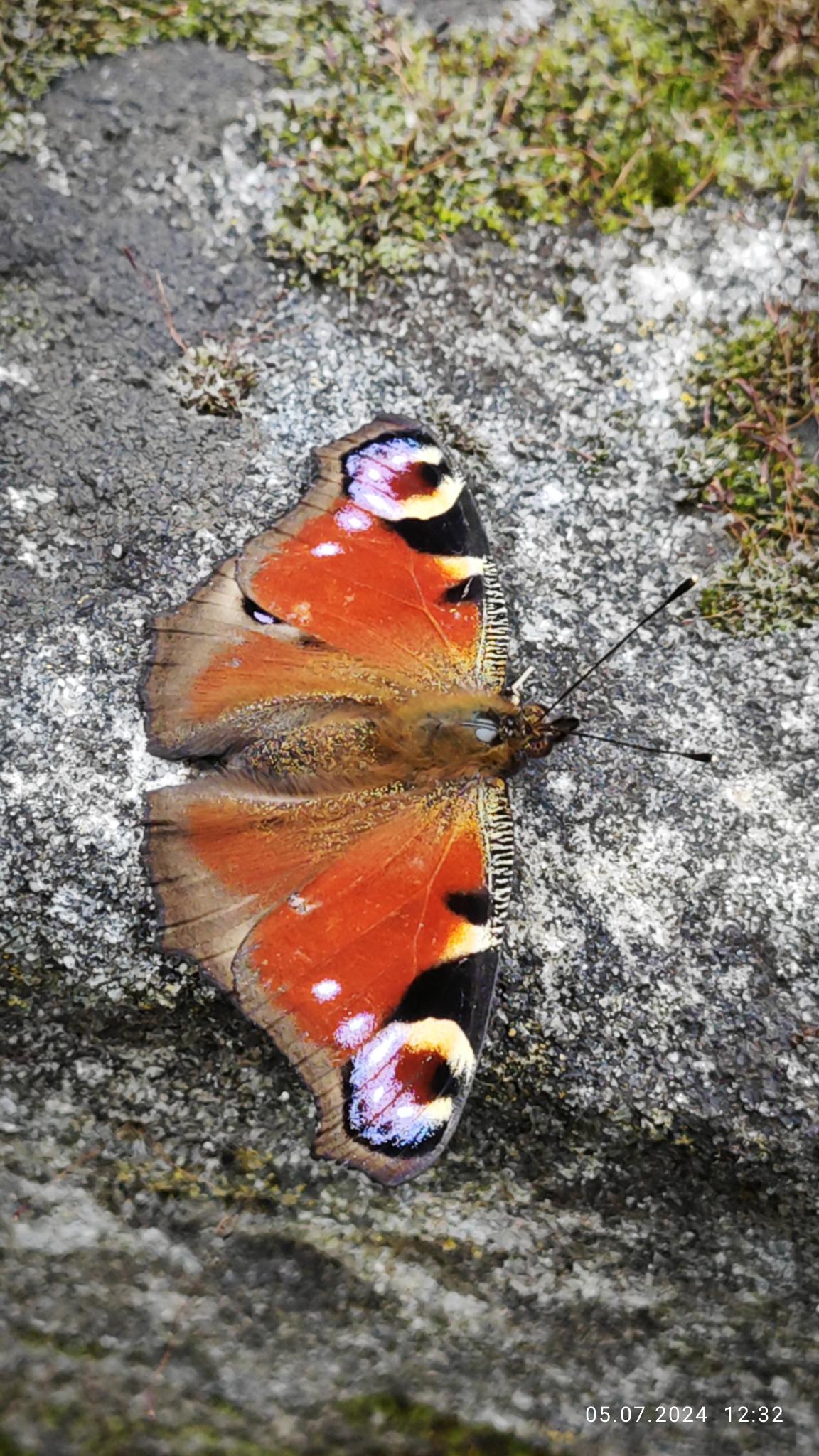 BN-Neunkirchen a. Br. u. U., Juli 2024. Tagpfauenauge (Aglais io) Schmetterling des Jahres 2024 beim Sonnen. Foto: Günter Schulze Vowinkel-Schwedler