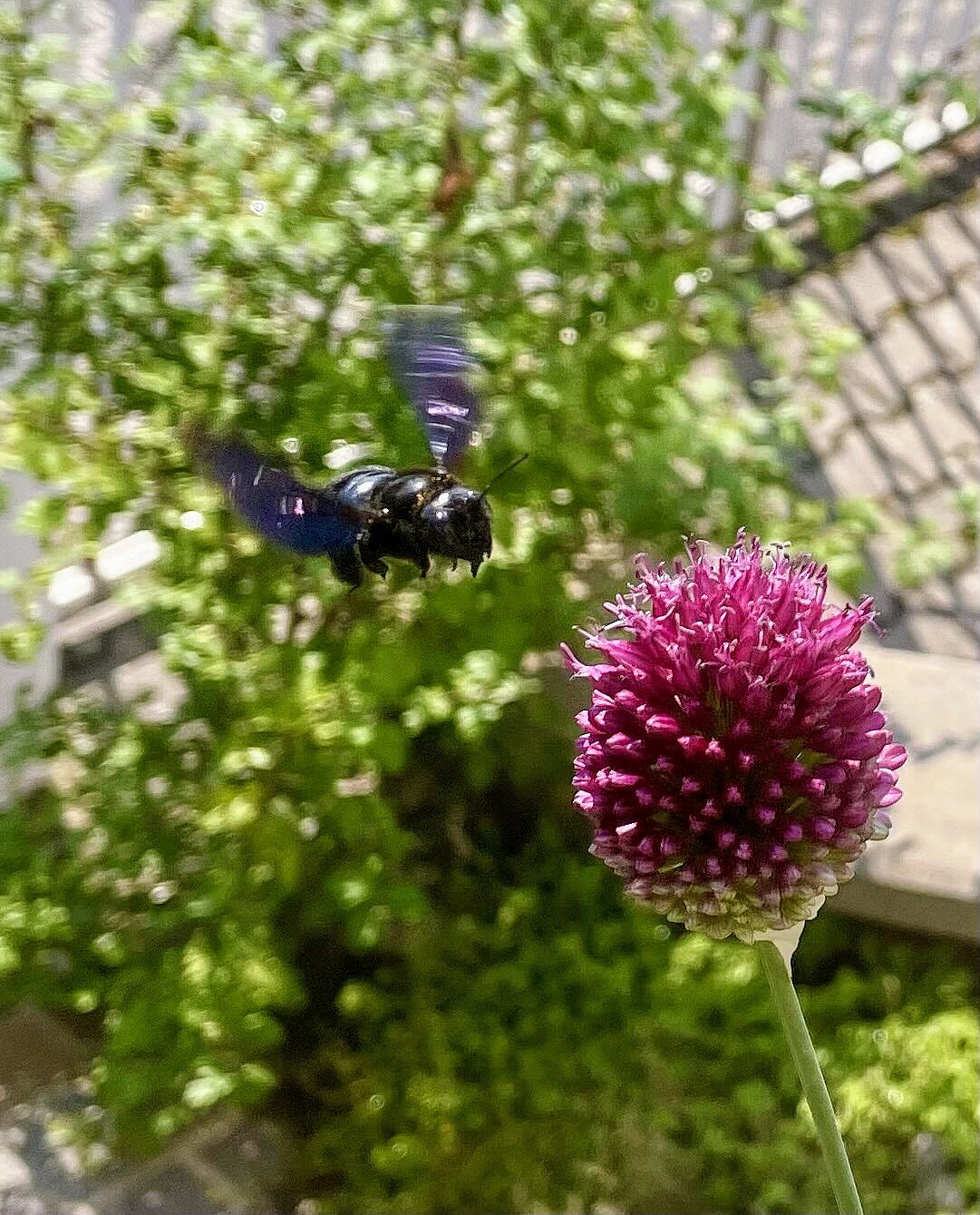 BN-Neunkirchen a. Br. u. U., Juni 2024. Die blaue Holzbiene (Xylocopa violacea) freut sich auch über blühenden Schnittlauch. Foto: Tobi Wilhelm