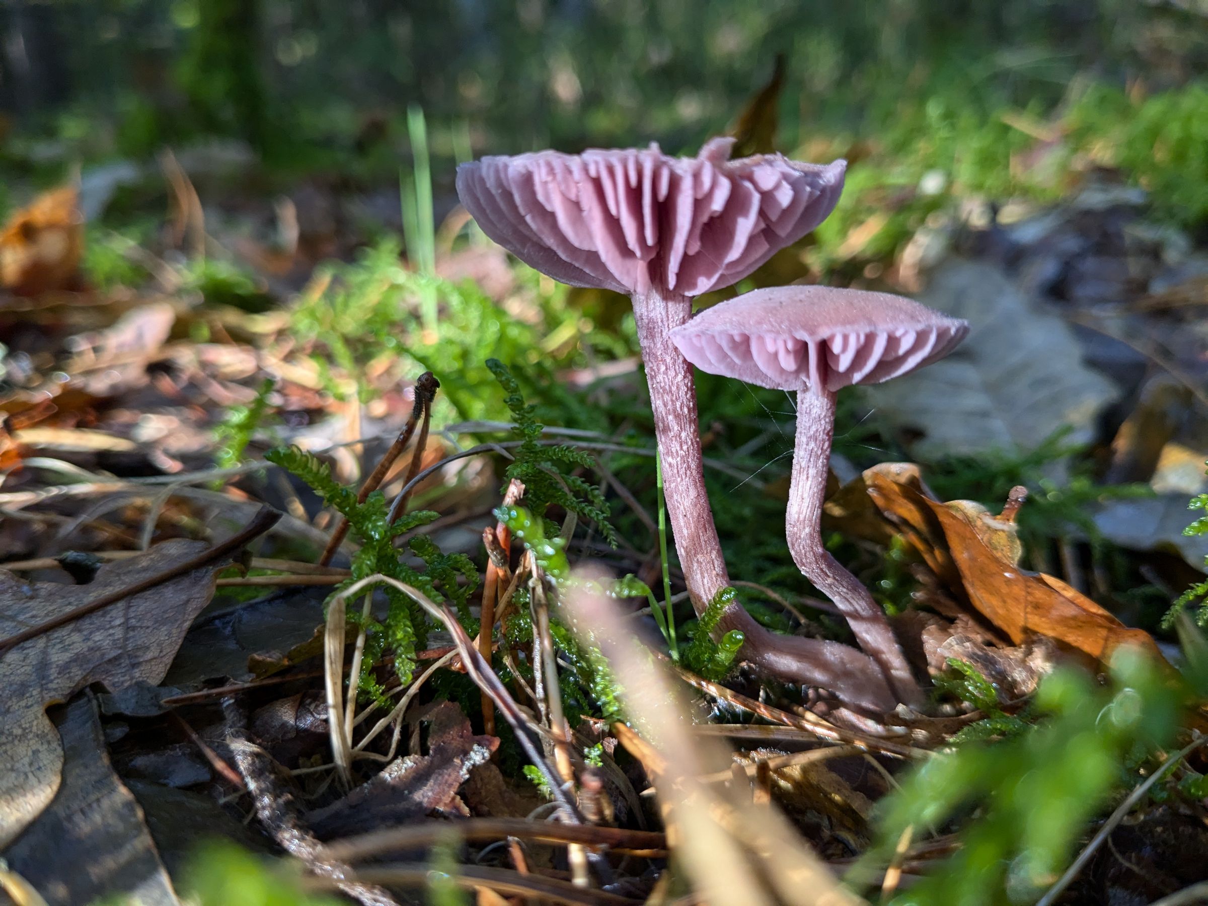 BN-Neunkirchen a. Br. u. U., Oktober 2024. Lilafarbener Lacktrichterling im Reichswald. Foto: Karin Weber