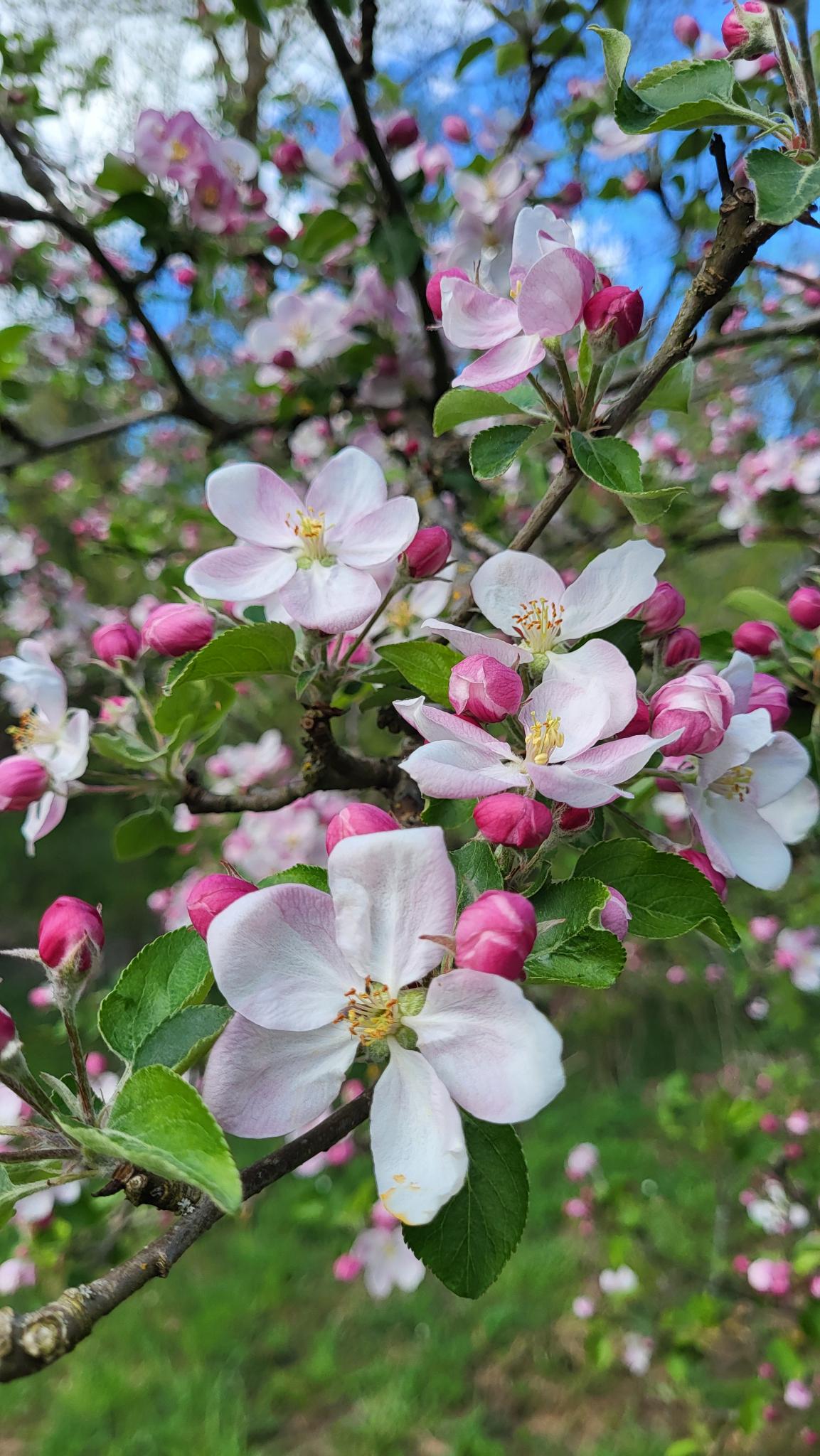 BN-Neunkirchen a. Br. u. U., April 2025. Apfelblüte der Sorte "Kaiser Wilhelm". Foto: Karin Weber