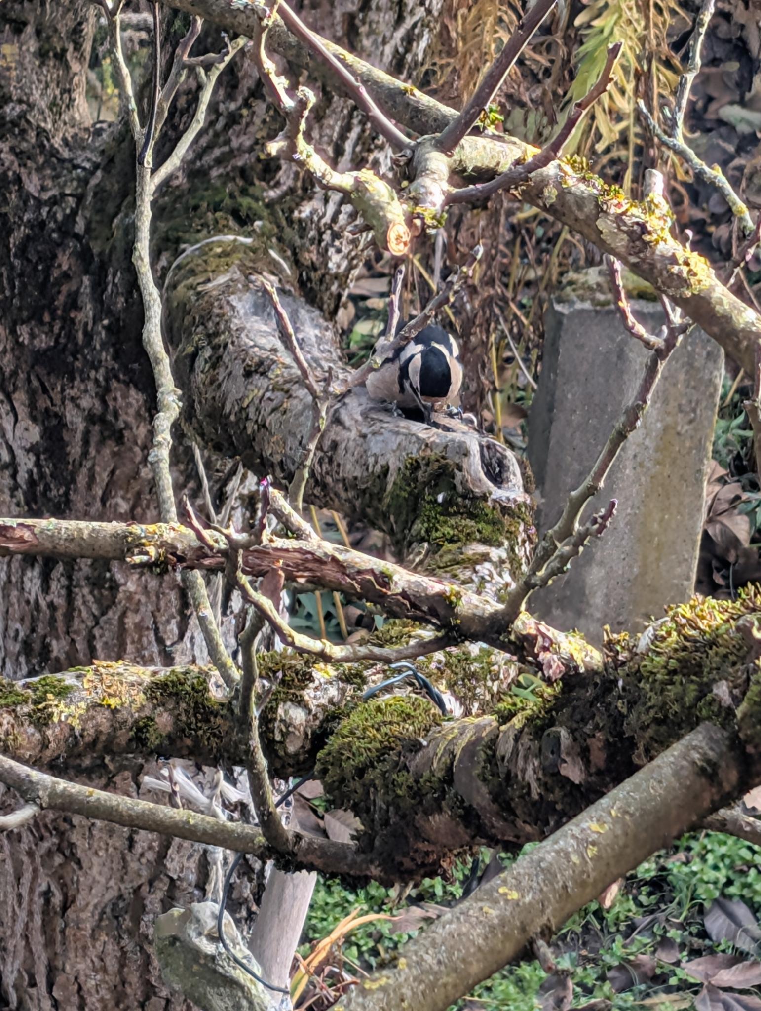 BN-Neunkirchen a. Br. u. U., November 2025. Weiblicher Buntspecht beim Nüsse knacken. Foto: Karin Weber