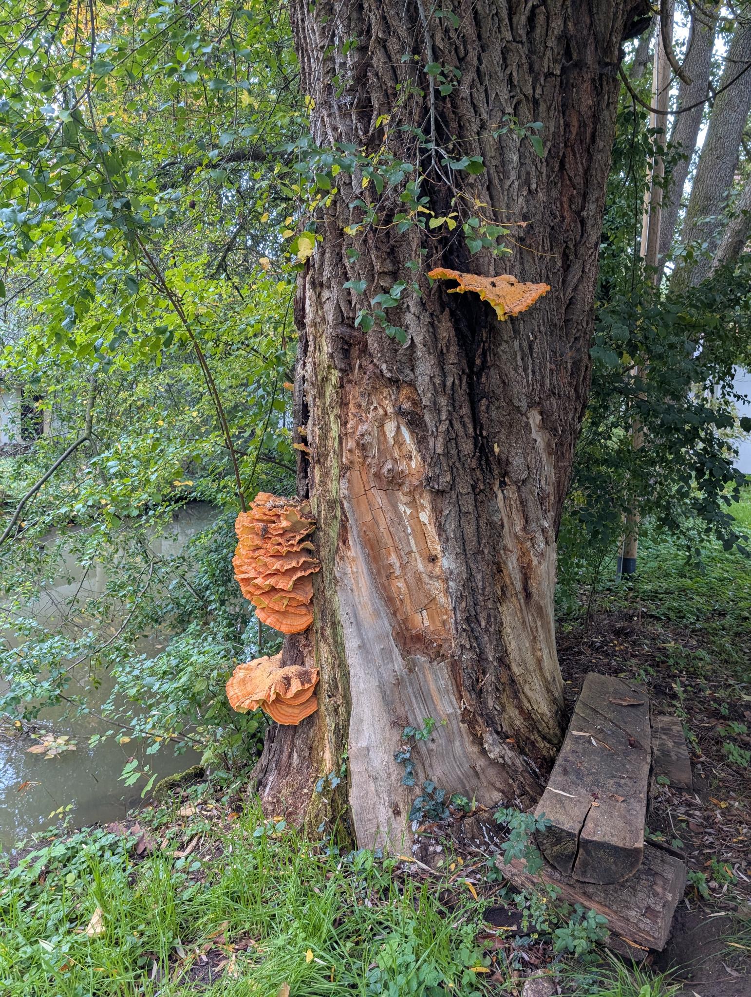 BN-Neunkirchen a. Br. u. U., Oktober 2025. Der "Gemeine Schwefelporling" an der Minderleinsmühle, ein lauschiges Plätzchen. Foto: Karin Weber