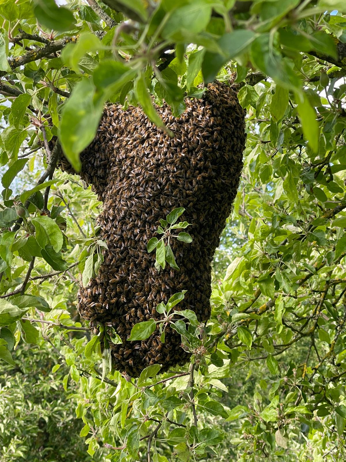 BN-Neunkirchen a. Br. u. U., April 2026. Ausgeflogener Honigbienen Schwarm auf der Streuobstwiese auf der Gugel. Foto: Sandra Kramps