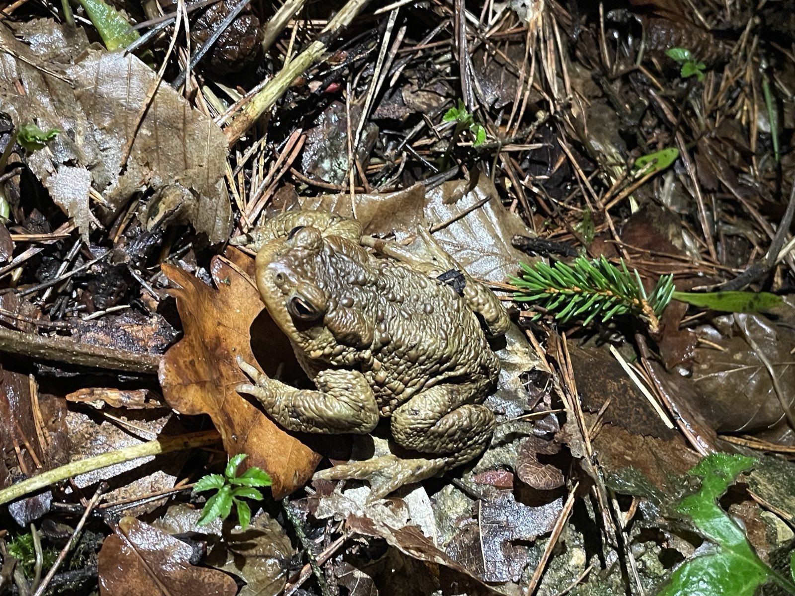 BN-Neunkirchen a. Br. u. U., Januar 2026. Erdkröte auf dem Weg zum Teich. Foto: Katrin Wiedehöfer