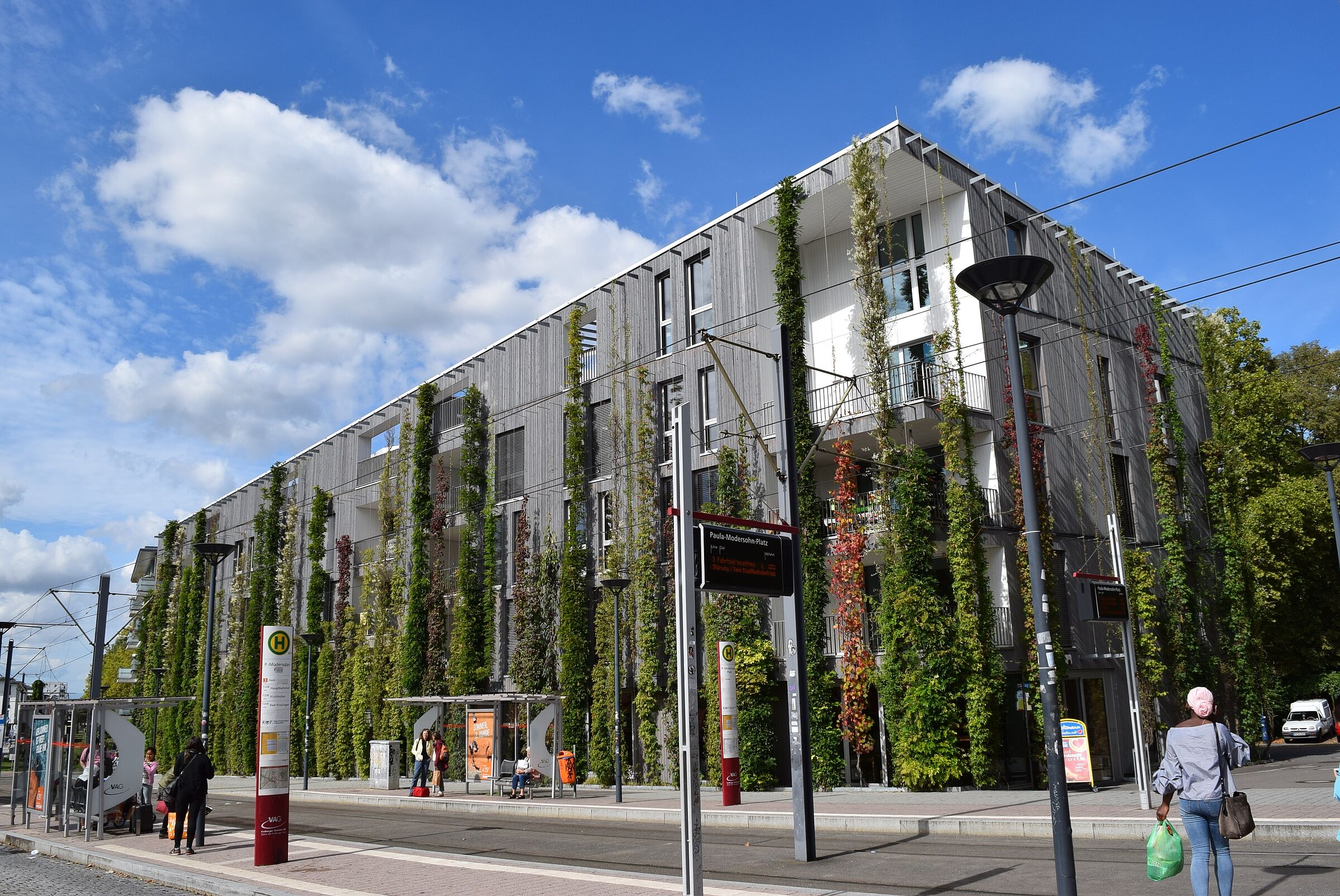 Fassandenbegrünung (Foto: Gunter Mann)